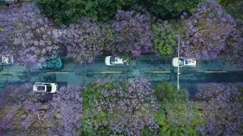 昆明植物园爆料案件最新,惊现神秘涉案者,真相即将揭晓 第3张 昆明植物园爆料案件最新,惊现神秘涉案者,真相即将揭晓 第3张