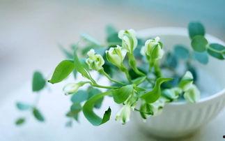 植物爆料忧郁藤蔓视频,揭秘植物世界的情感秘密 第2张 植物爆料忧郁藤蔓视频,揭秘植物世界的情感秘密 第2张